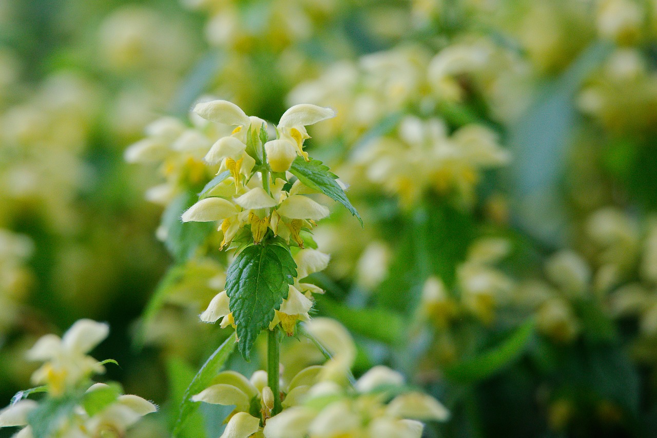 nature  flower  plant free photo