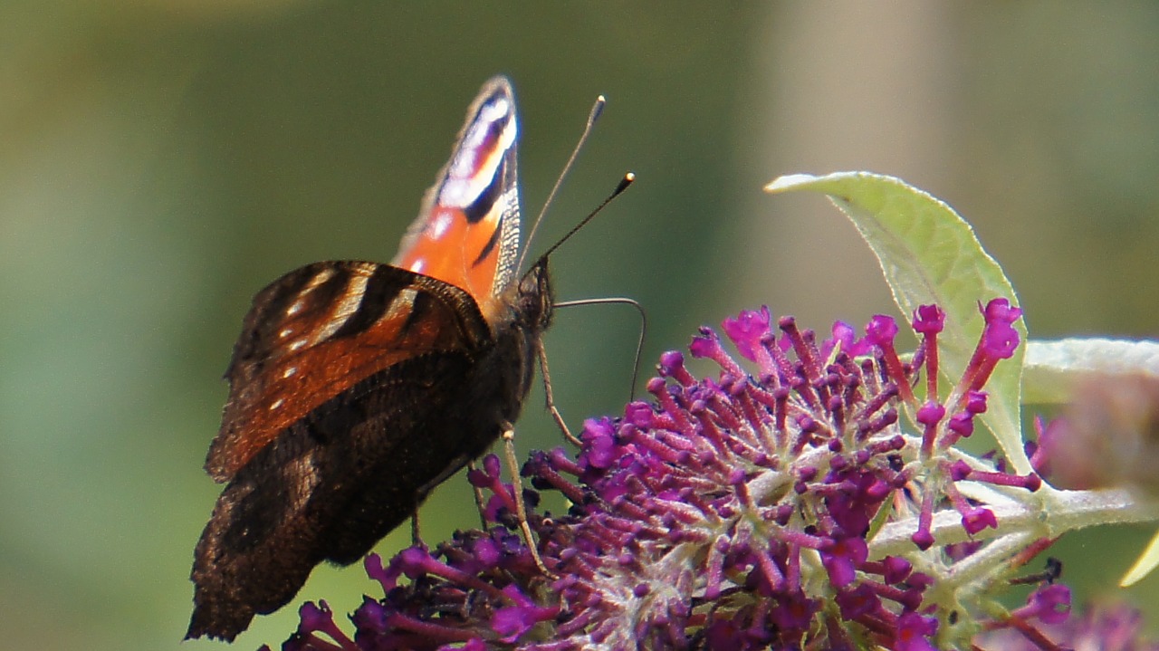 nature  butterfly  insect free photo