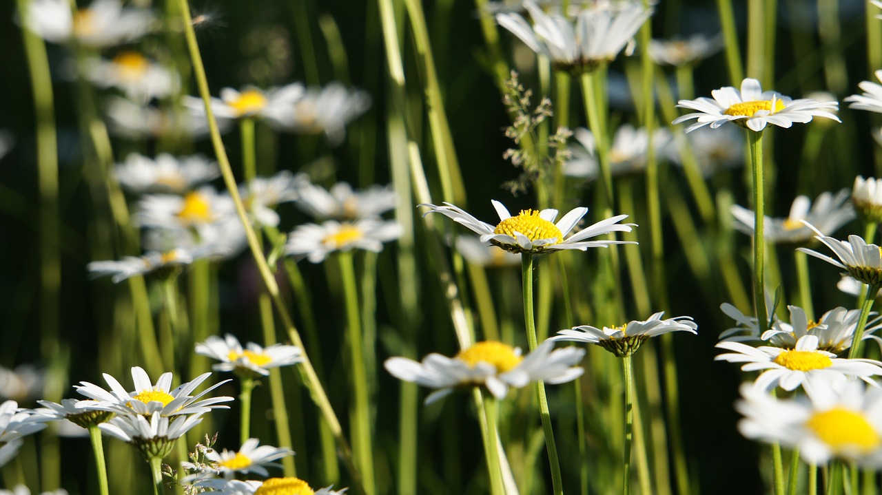 nature  plant  flower free photo