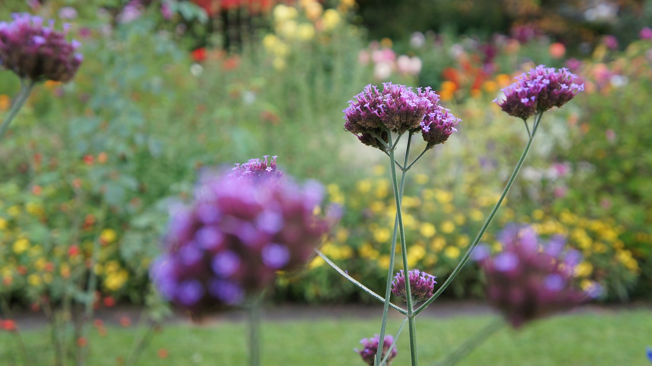 nature  flower  plant free photo