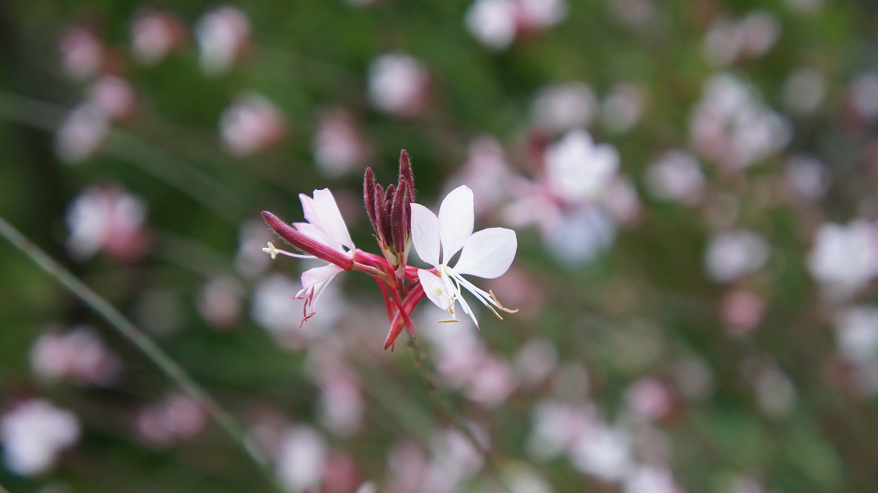 nature  flower  plant free photo