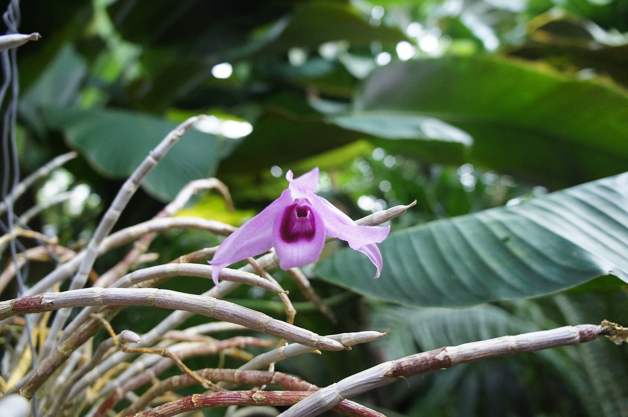 nature  plant  tree free photo