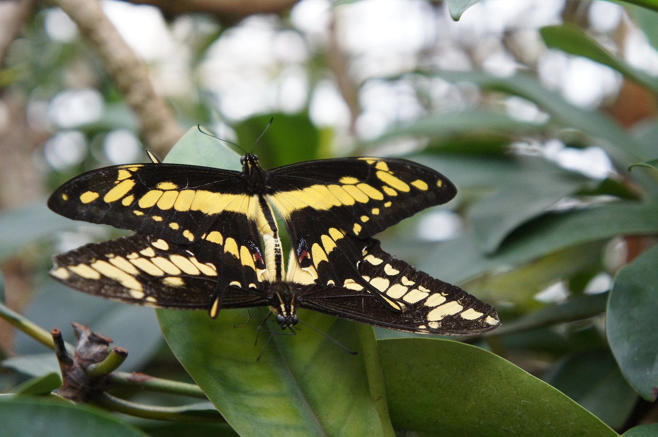 nature  insect  butterfly free photo