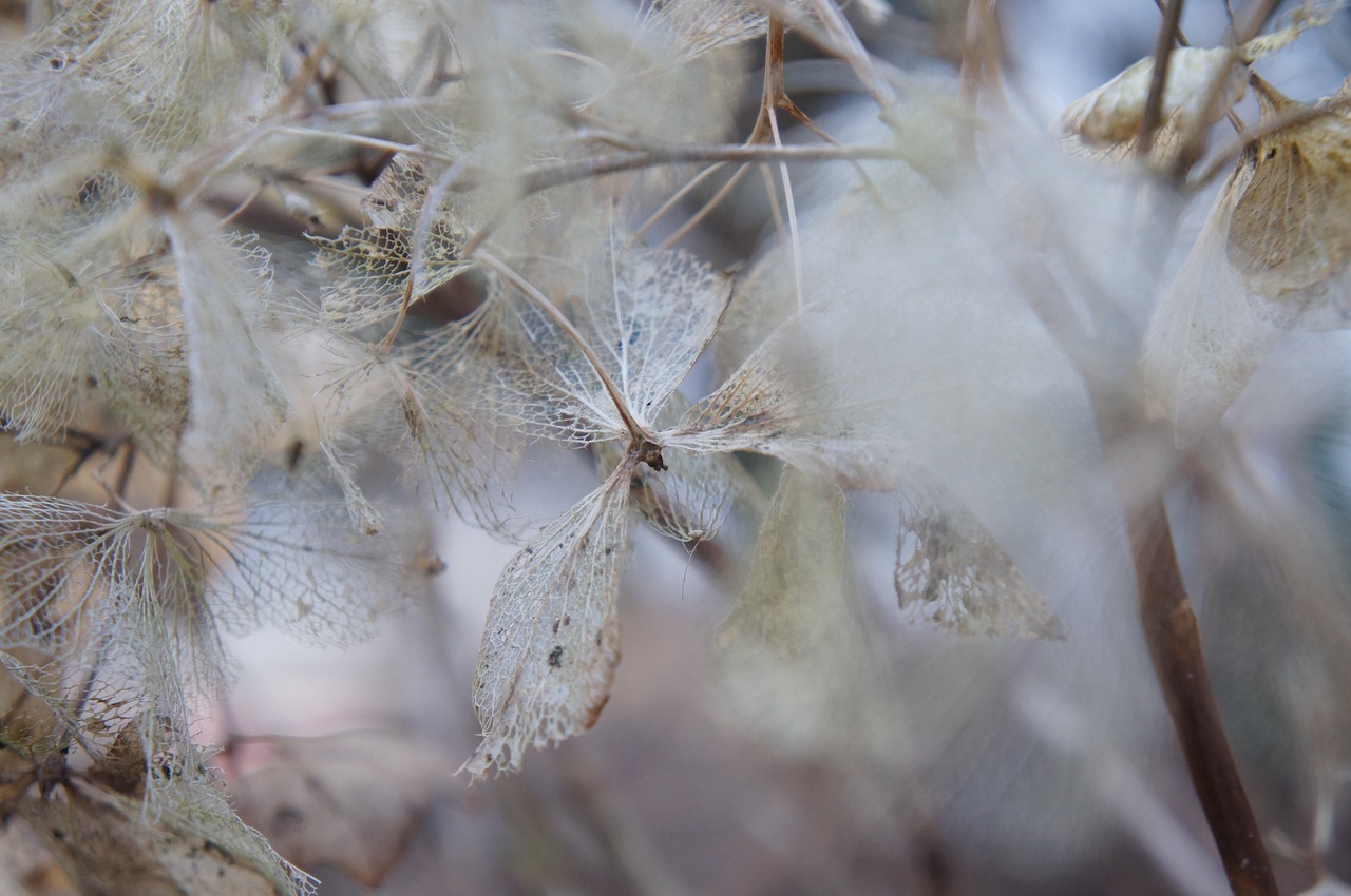 nature  background  winter free photo