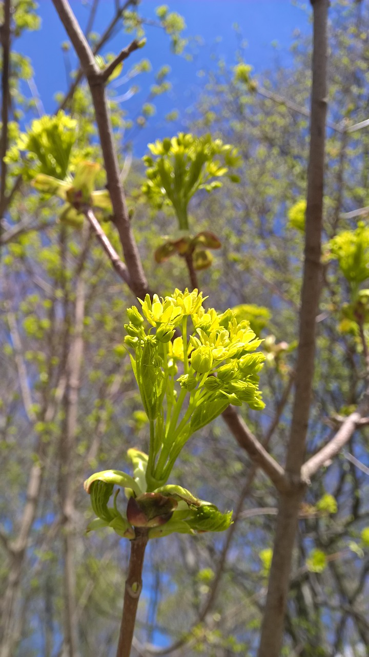 nature  flora  tree free photo