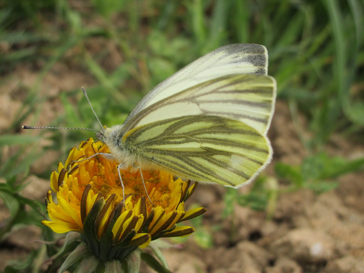 nature  butterfly  insect free photo