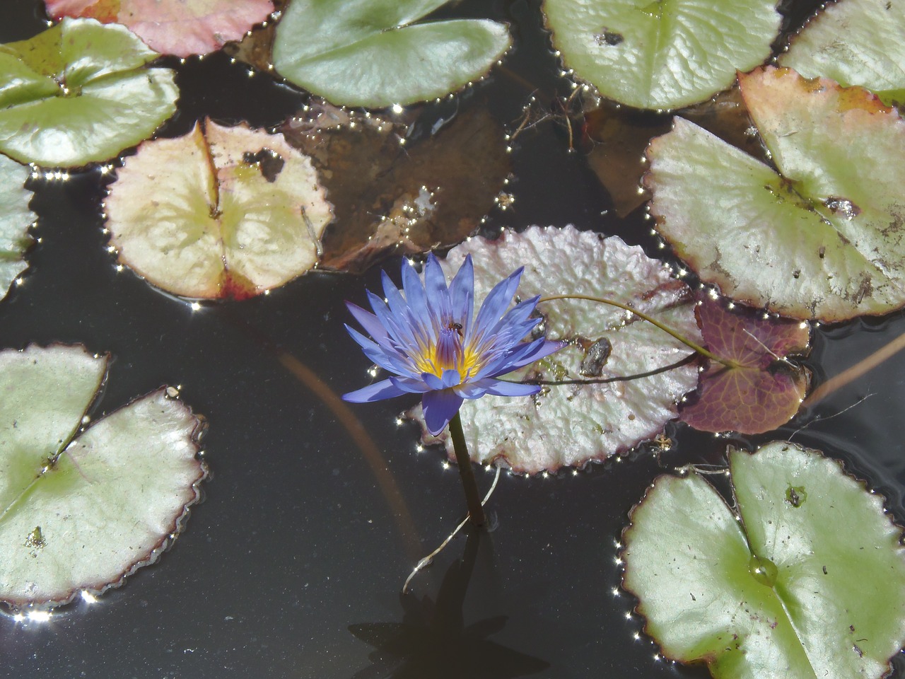 nature  flower  leaf free photo