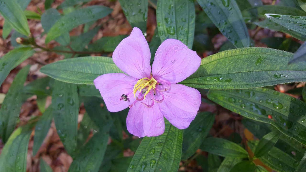 nature  leaf  flora free photo