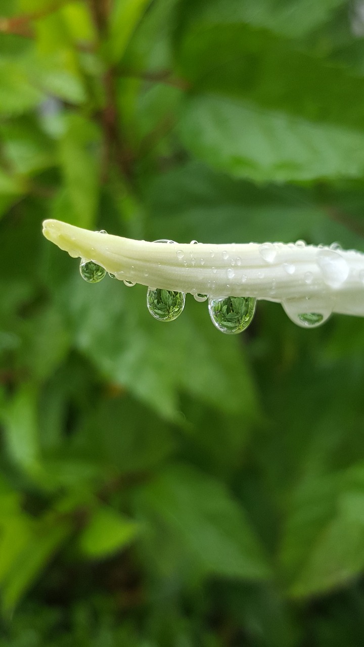 nature  leaf  flora free photo