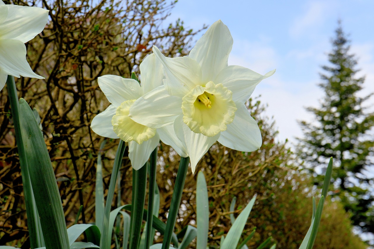 nature  flower  plant free photo