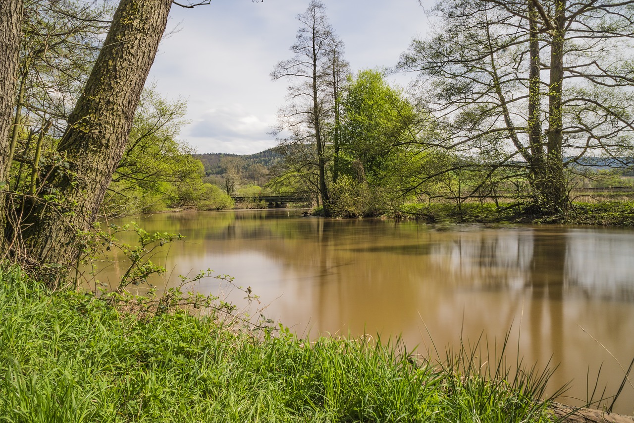 nature  waters  tree free photo