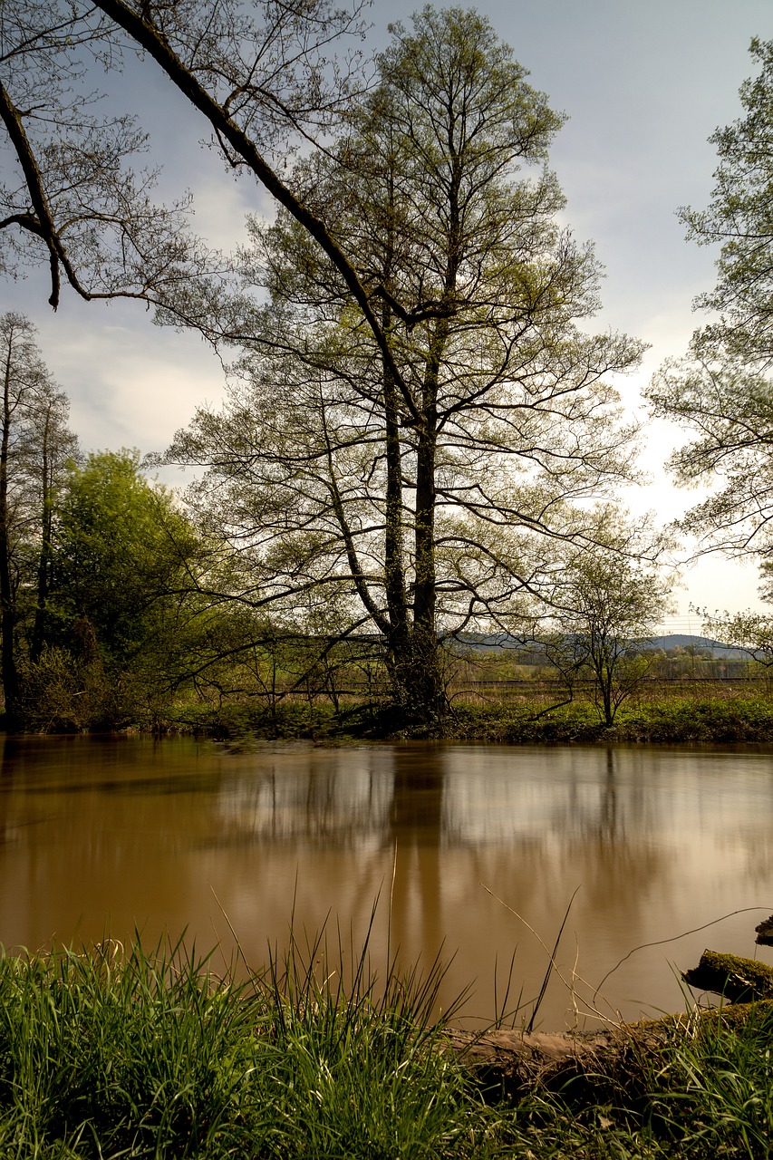 nature  tree  landscape free photo