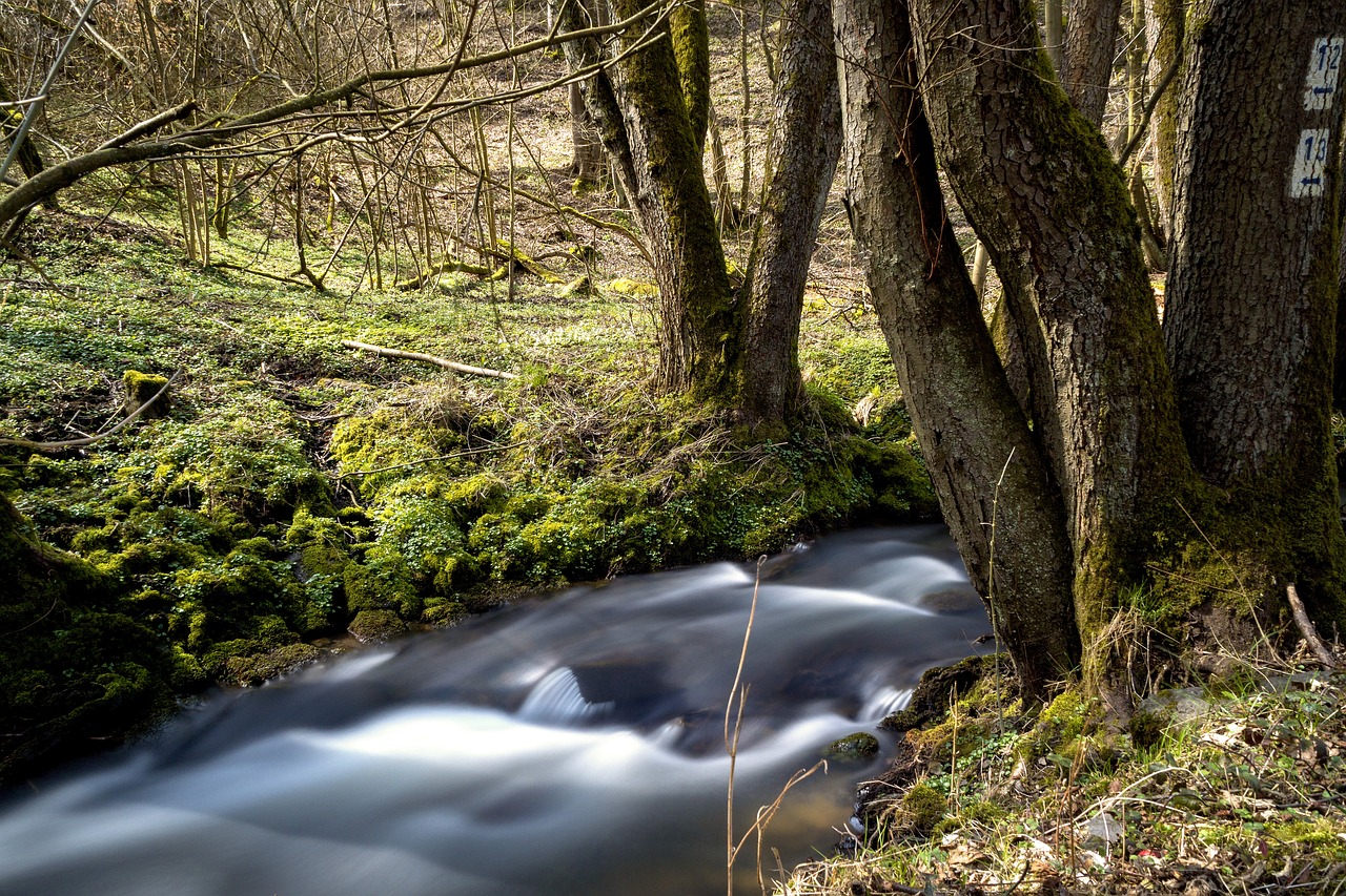 nature  wood  tree free photo