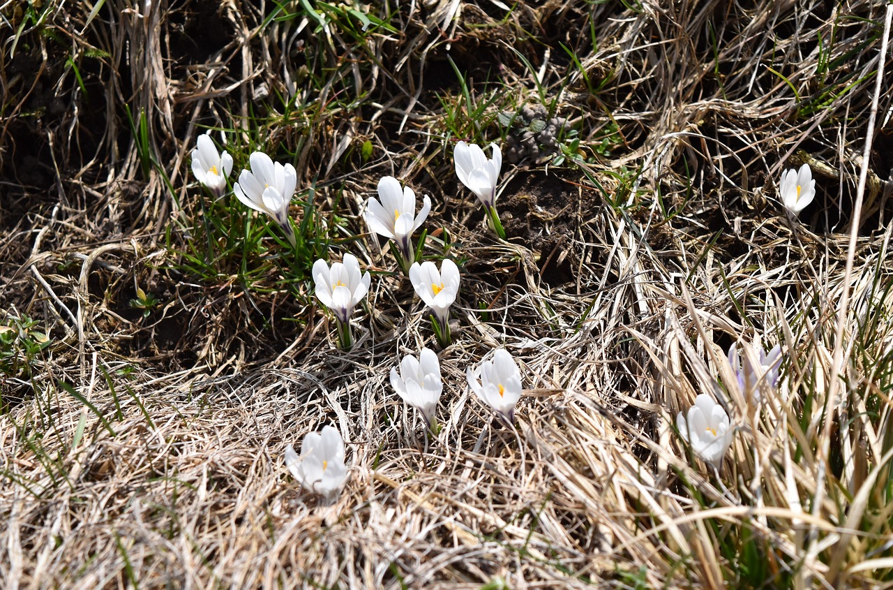 nature  plant  flower free photo