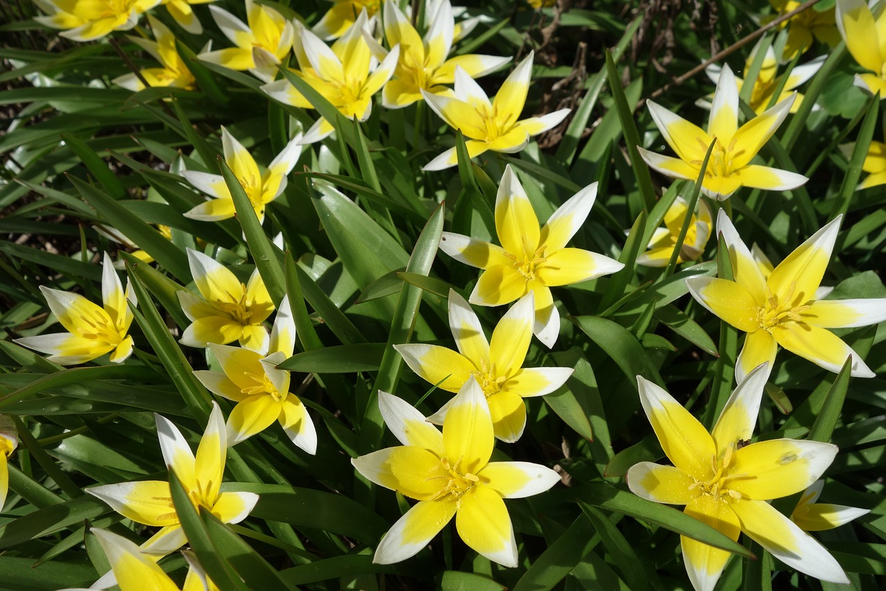 nature  plant  summer free photo