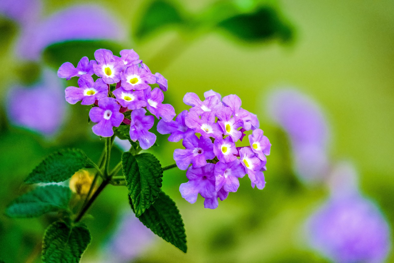 nature  leaf  flower free photo