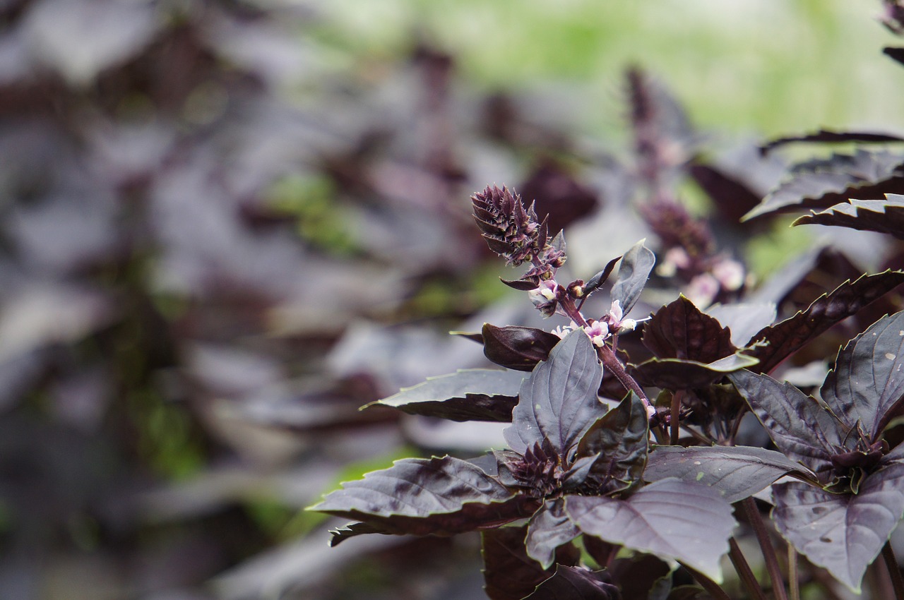 nature  leaf  plant free photo