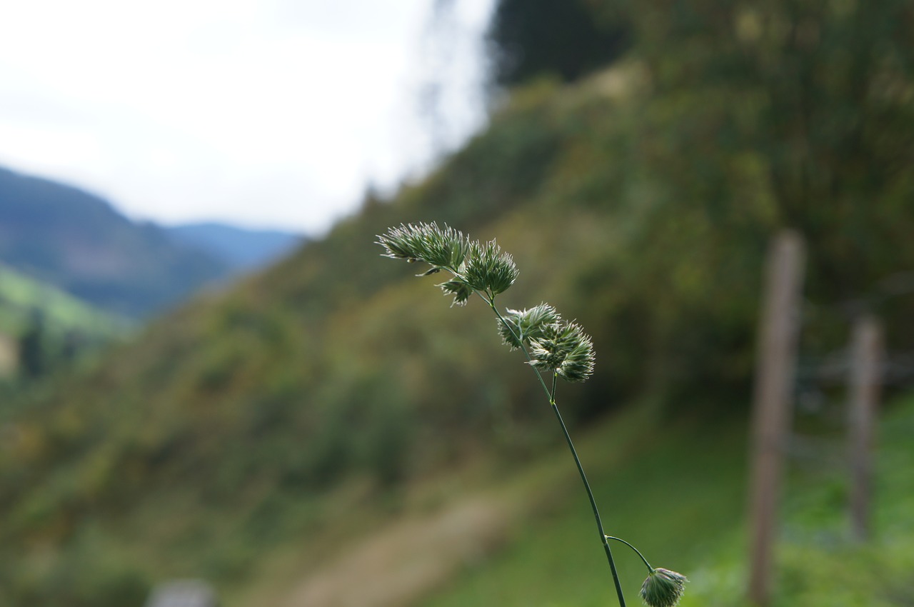 nature  tree  grass free photo