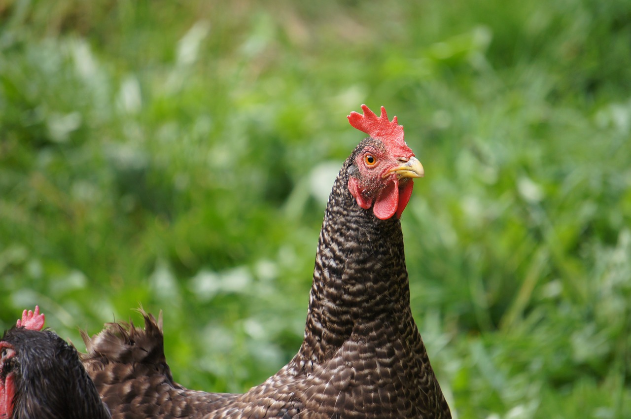 nature  bird  poultry free photo