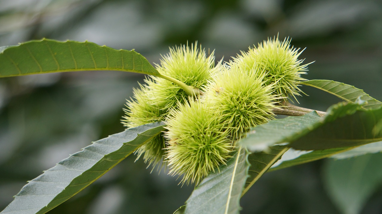 nature  leaf  plant free photo