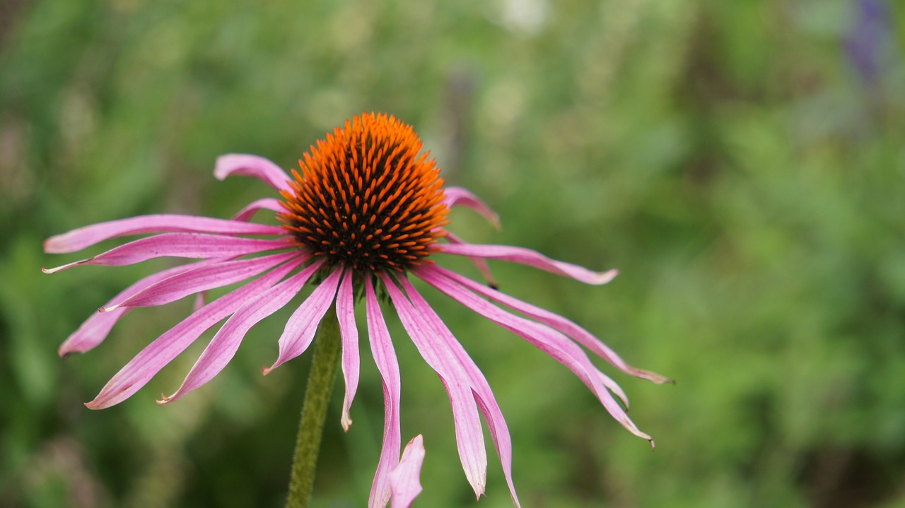 nature  plant  flower free photo