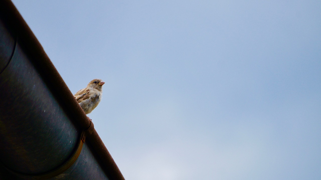 nature  bird  sky free photo