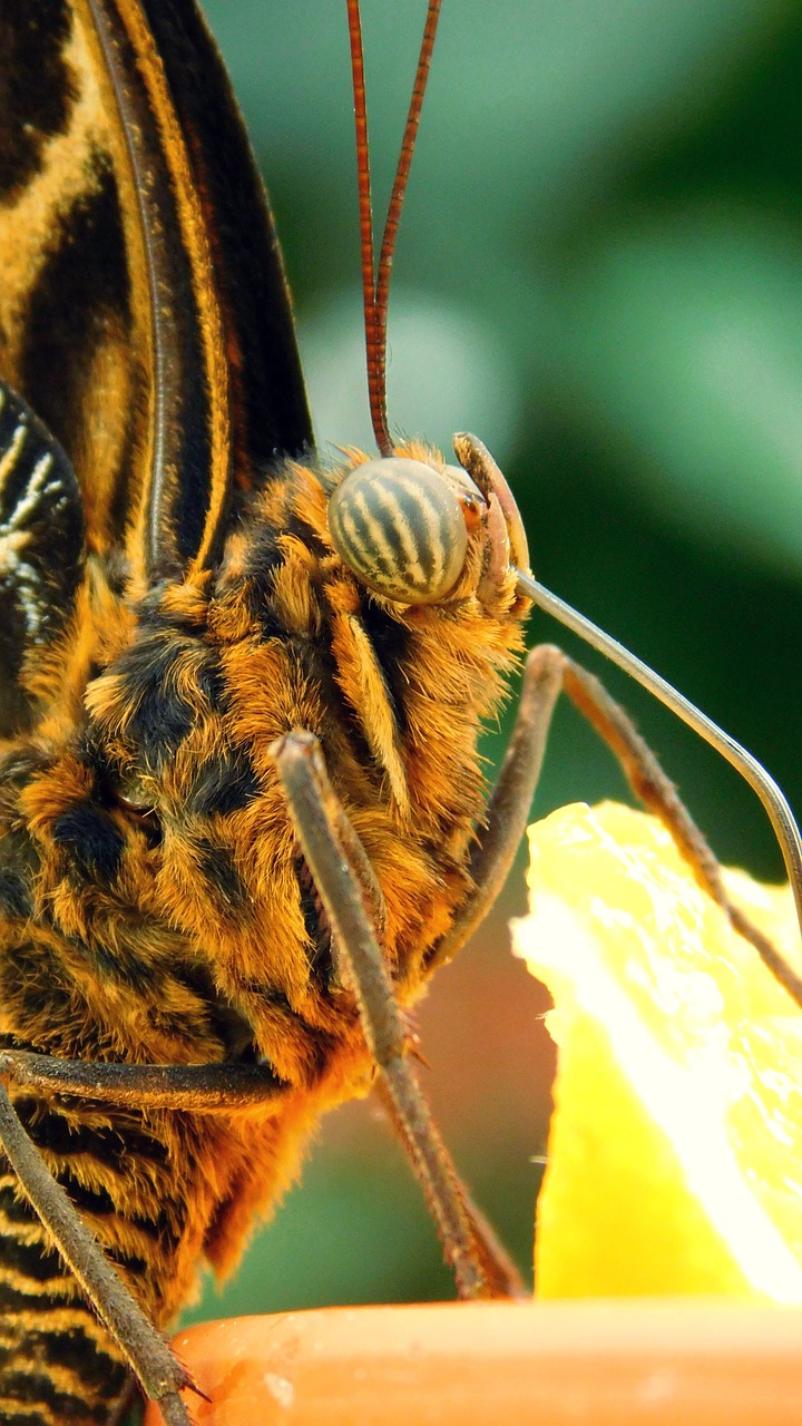 nature  bug  plant free photo