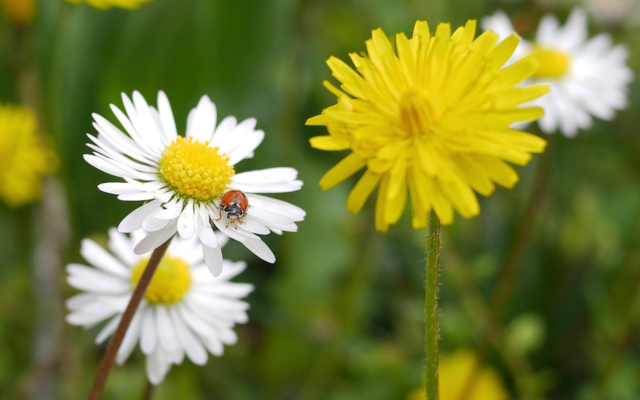 nature  flowers  insect free photo