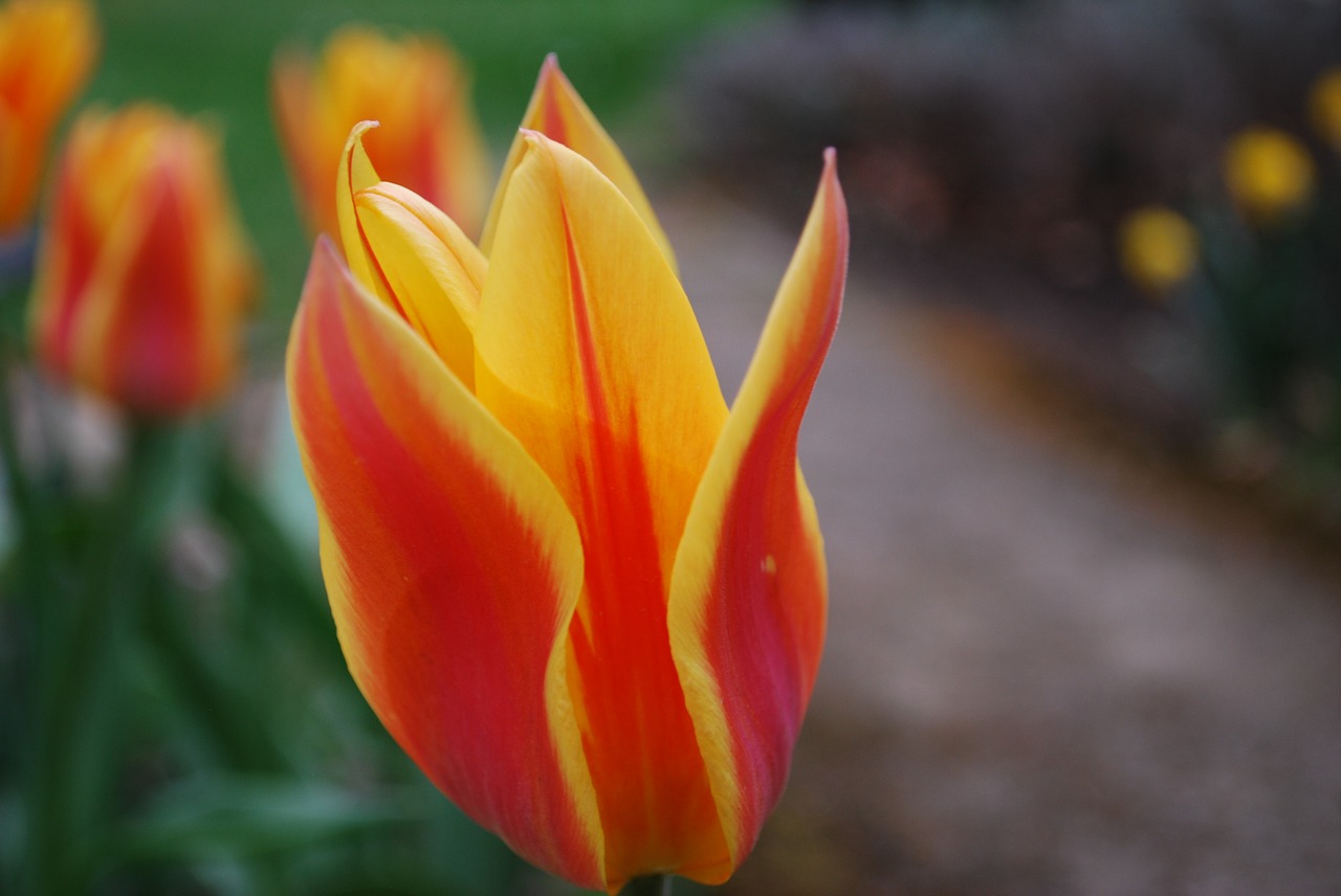 nature  flower  tulip free photo