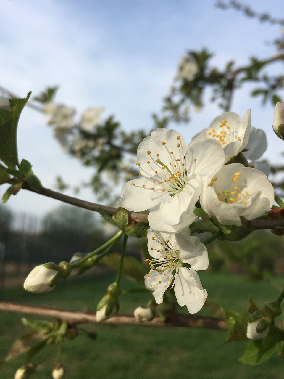 nature  flower  plant free photo