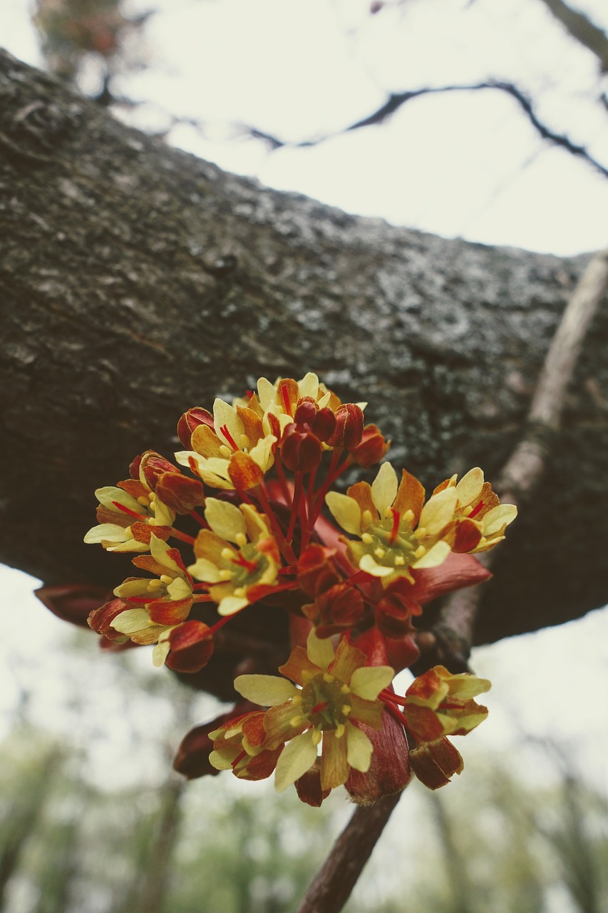 nature  flower  plant free photo