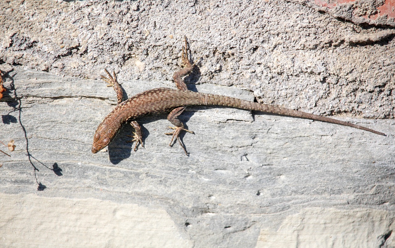 nature  lizard  outdoors free photo