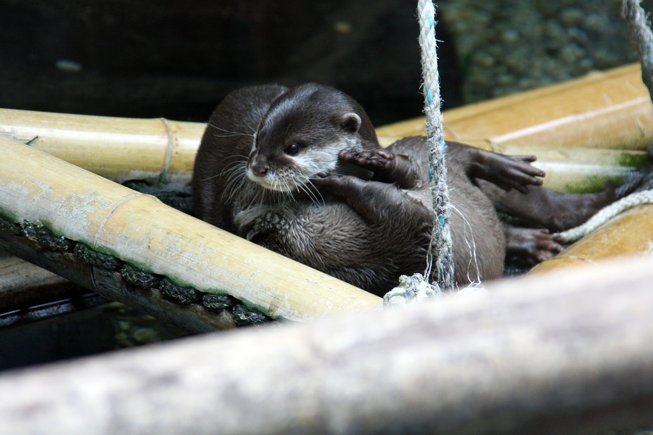 nature  otter  water free photo