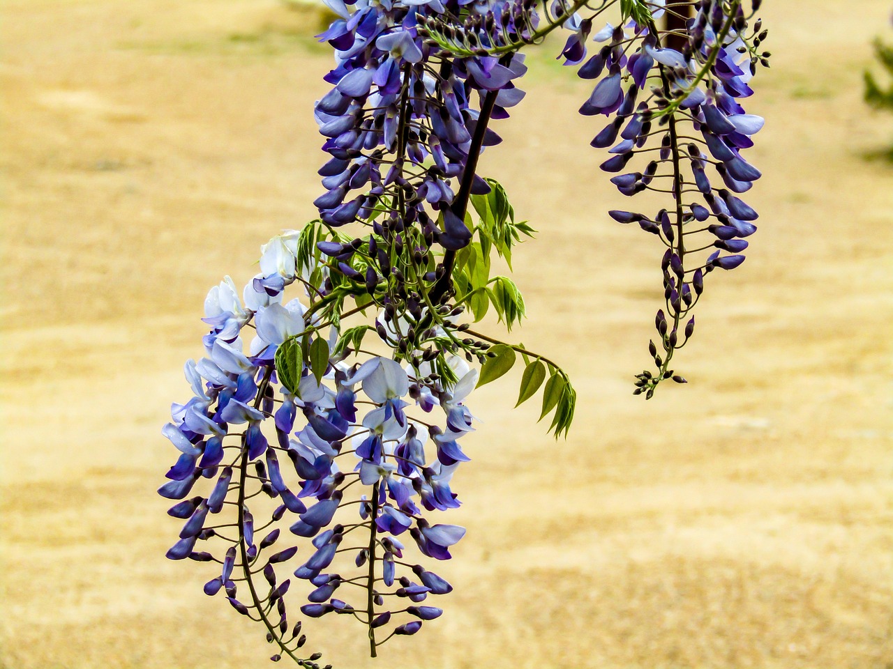 nature  plant  flower free photo