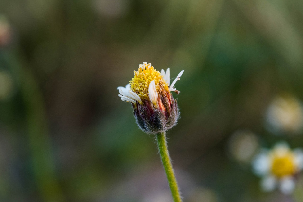 nature  flower  flora free photo