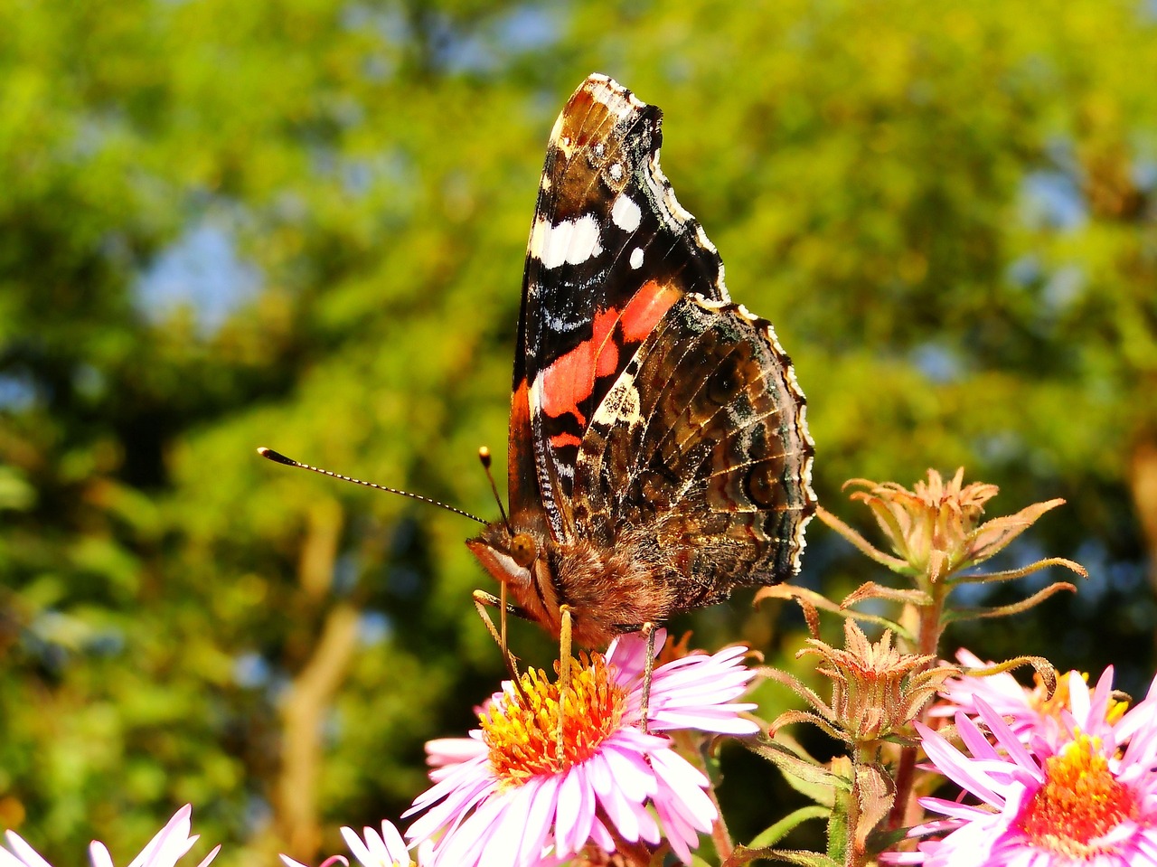 nature  at the court of  summer free photo