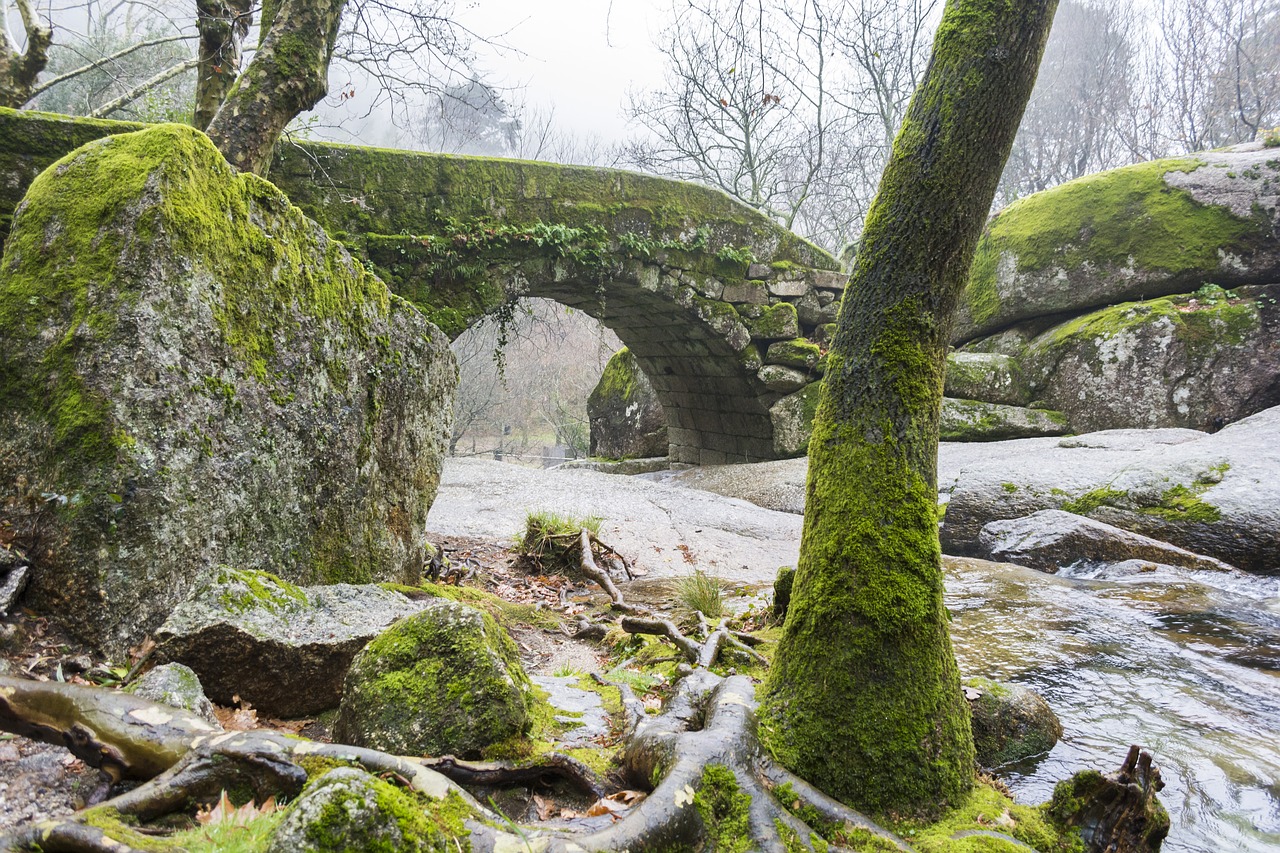 nature  tree  mosses free photo