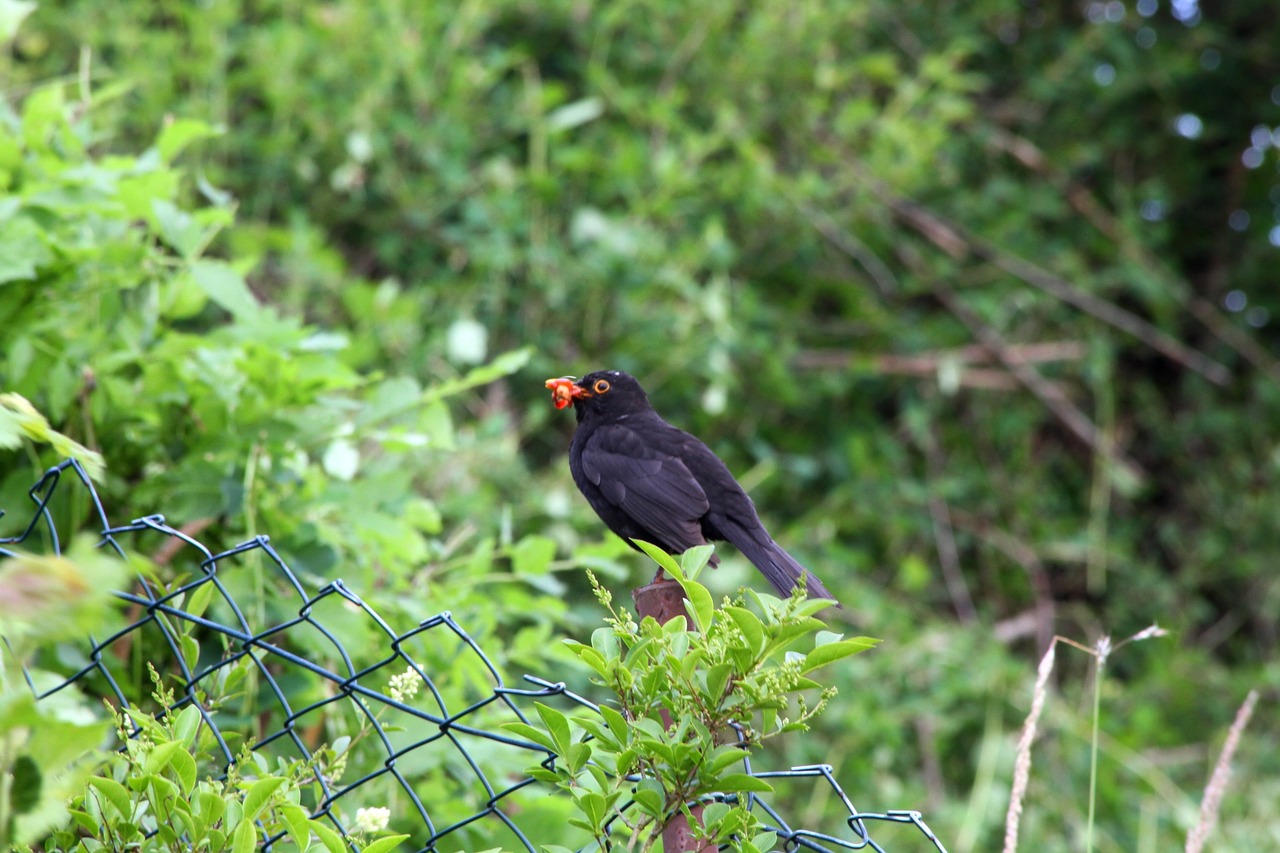 nature  bird  animal world free photo