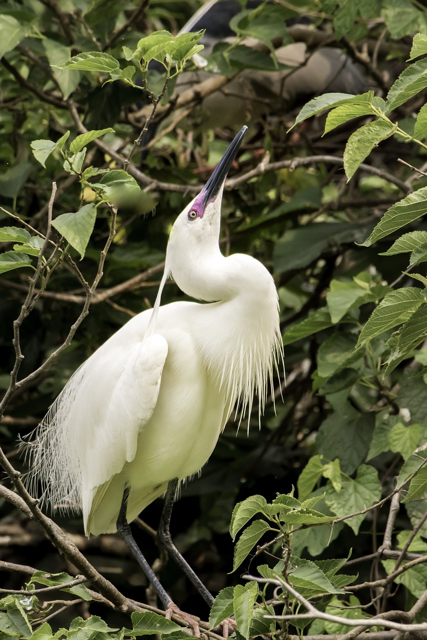 nature  bird  wildlife free photo