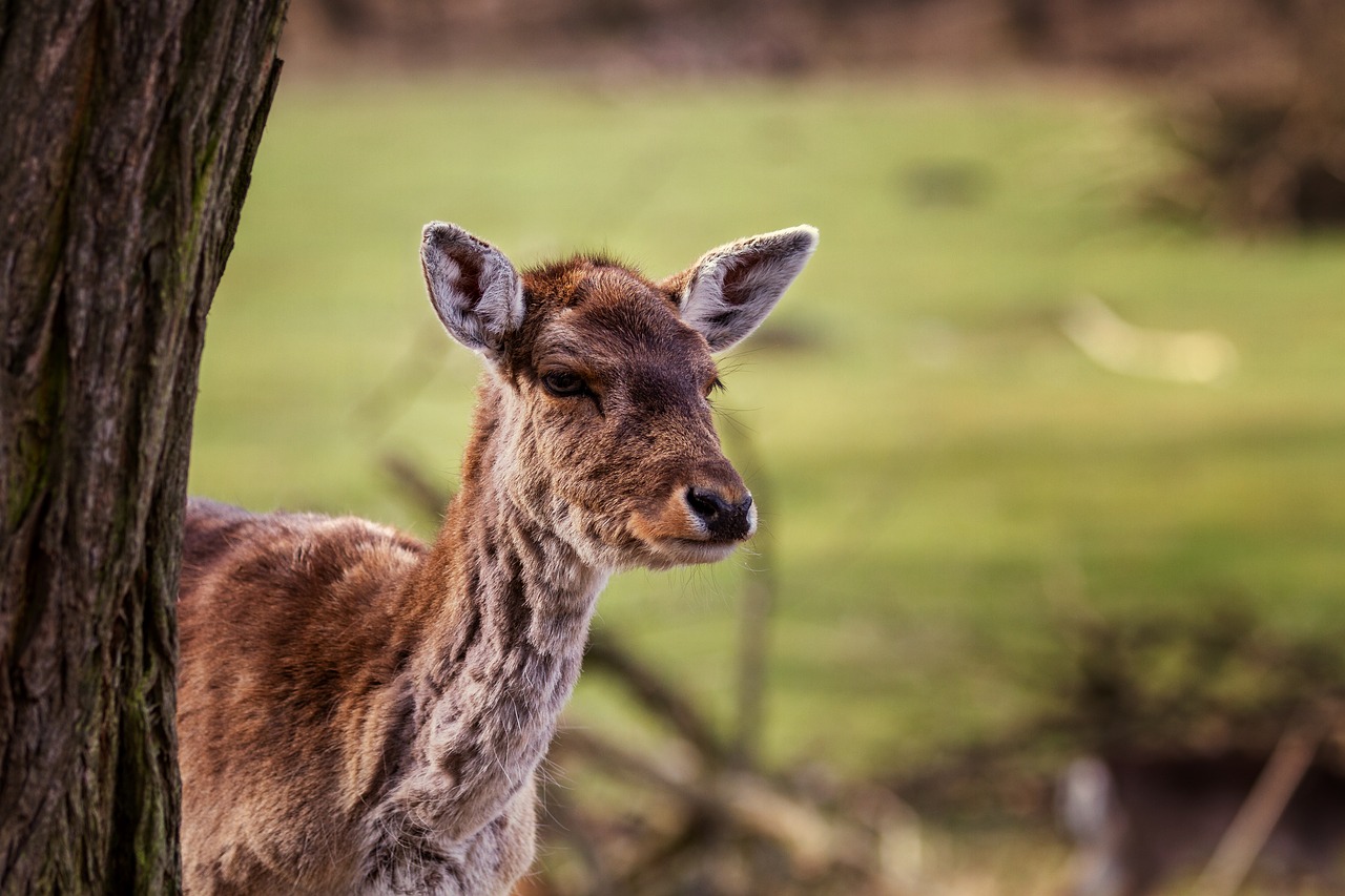 nature  red deer  doe free photo