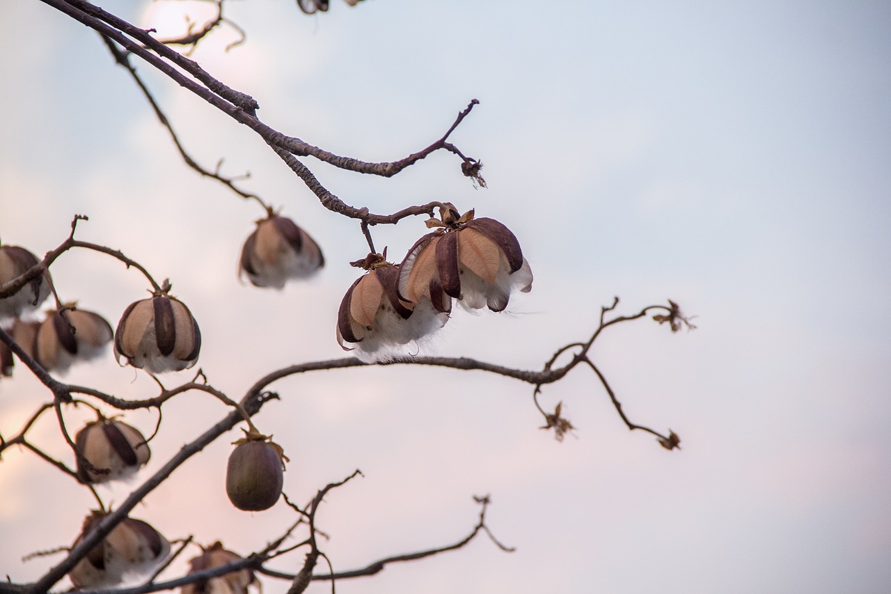 nature  winter  tree free photo