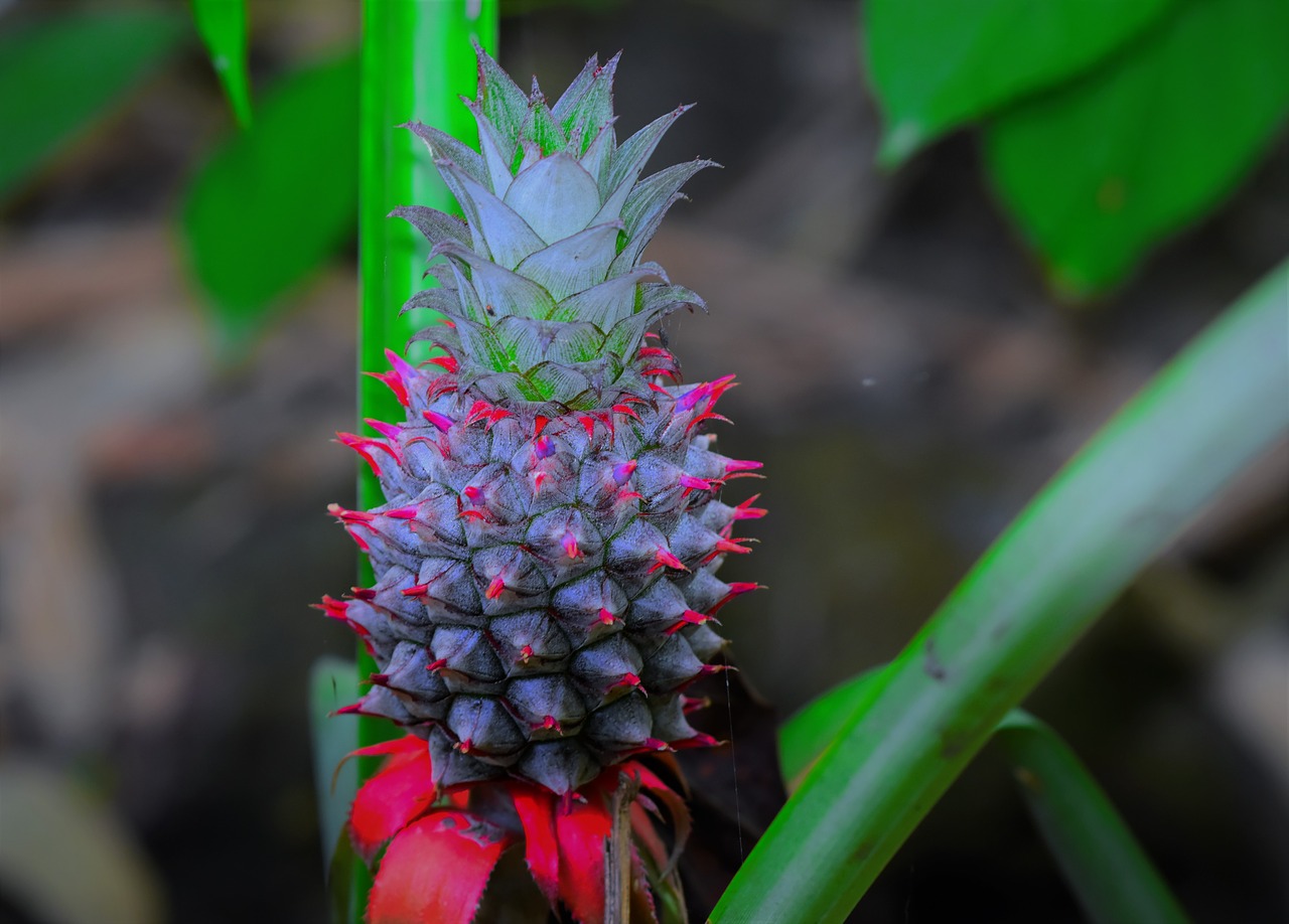 nature  flora  leaf free photo