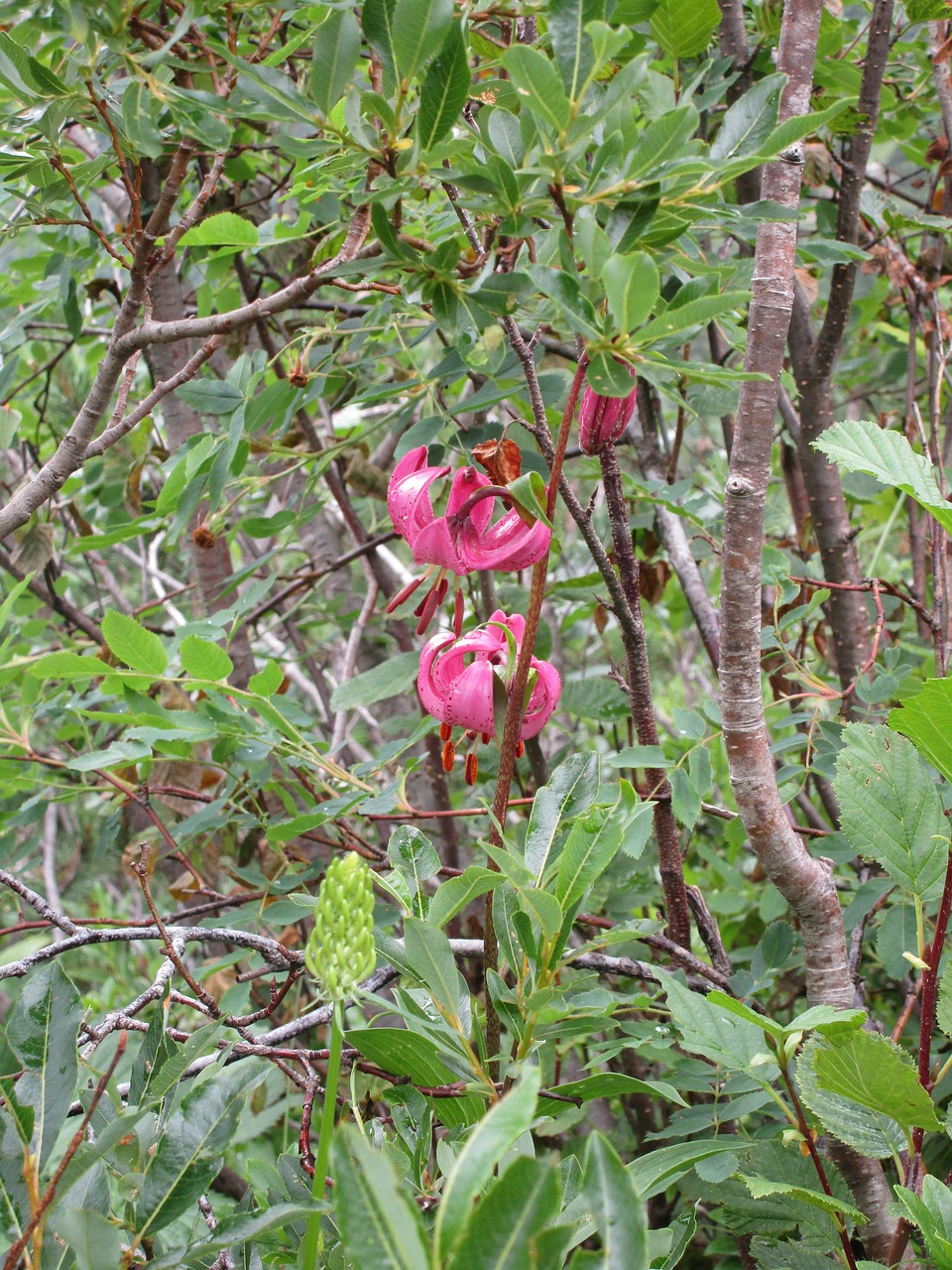 nature  flora  tree free photo