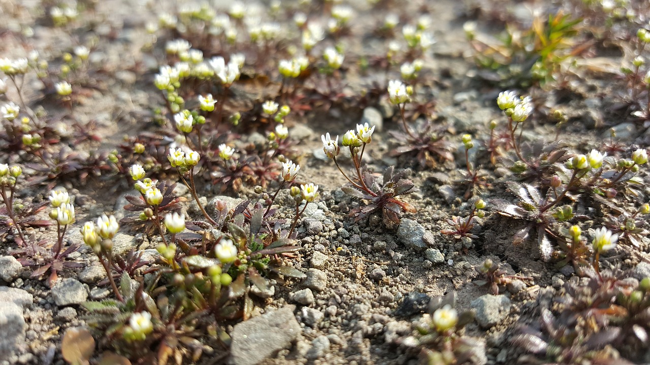 nature  flora  flower free photo