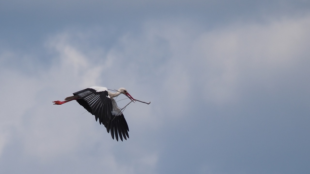 nature  animals  birds free photo