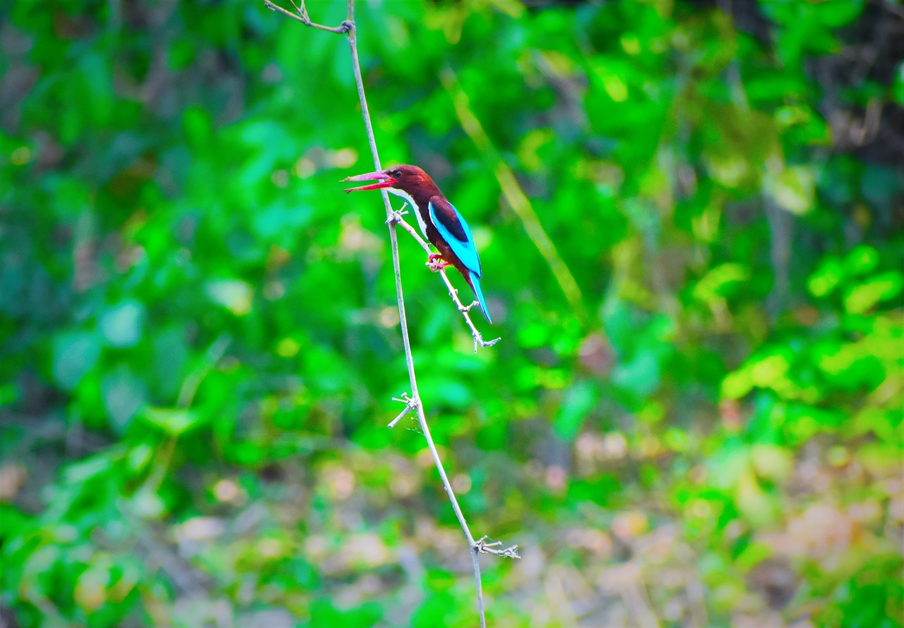 nature  leaf  outdoors free photo