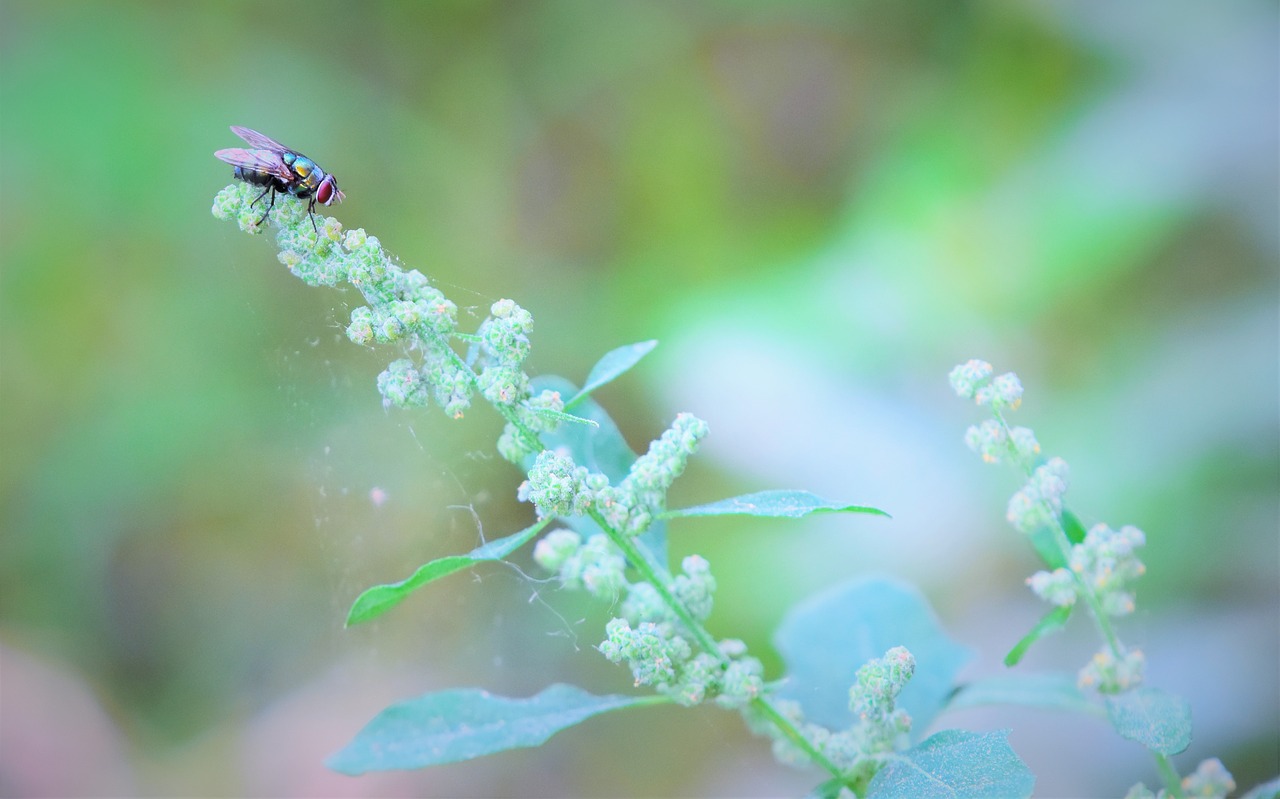 nature  flower  flora free photo