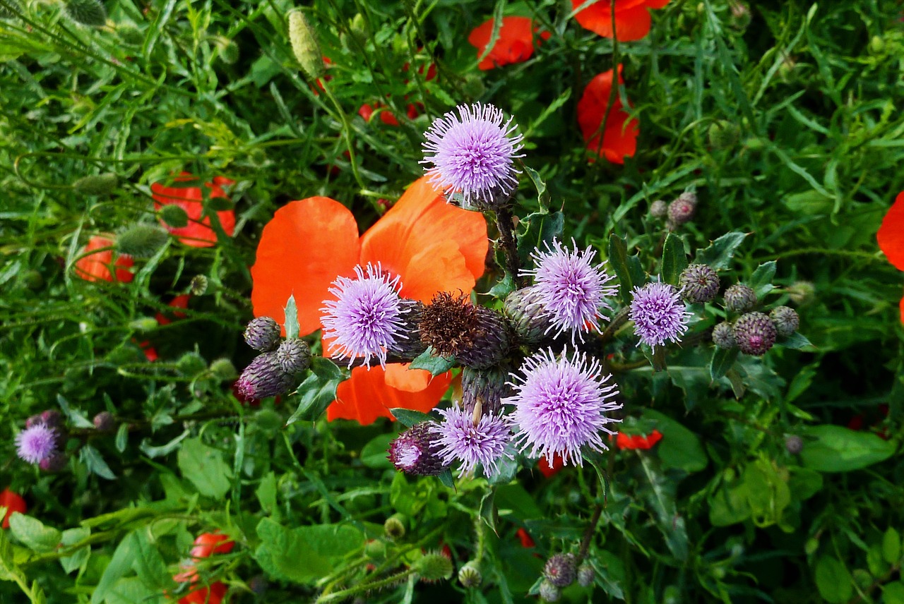 nature  flower  plant free photo