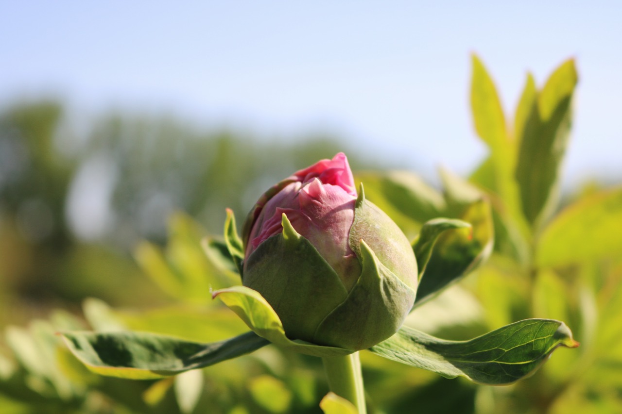 nature  flower  leaf free photo