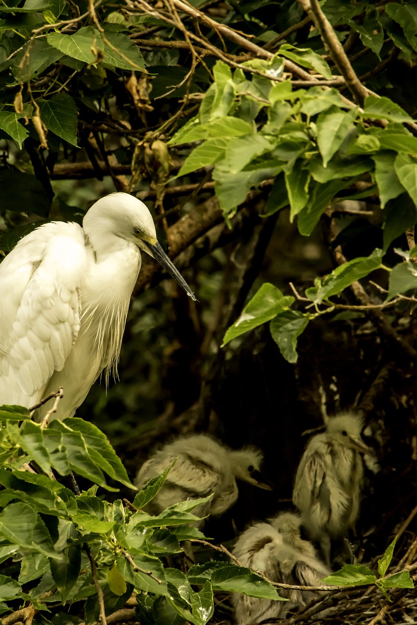 nature  bird  leaf free photo